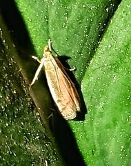 Psilocorsis reflexella