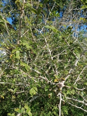 Bursera silviae
