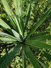 Agave vivipara