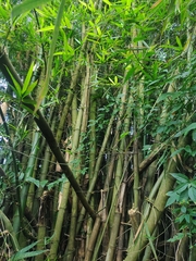 Guadua angustifolia