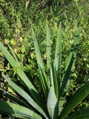 Agave vivipara