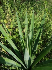 Agave vivipara