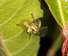 Spaminta minjerribae