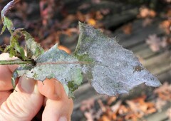 Golovinomyces cichoracearum