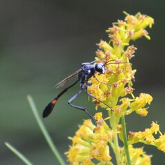 Ammophila