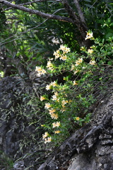 Diplacus grandiflorus
