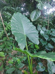 Alocasia