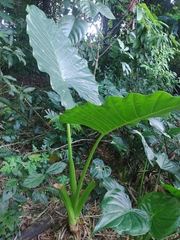 Alocasia
