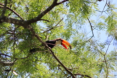 Ramphastos toco
