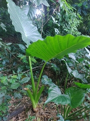 Alocasia