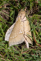 Aenetus virescens