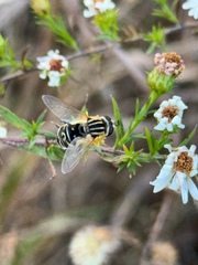Helophilus latifrons