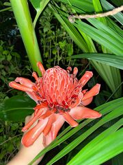 Etlingera elatior