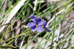 Dampiera stricta