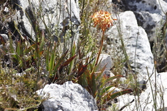 Dilatris viscosa