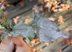 Golovinomyces cichoracearum