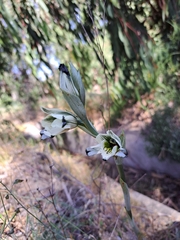 Chloraea bletioides
