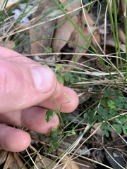 Oxalis perennans