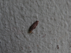 Phereoeca