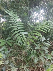 Chamaedorea tepejilote image