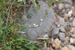 Seseli tommasinii