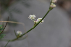 Seseli tommasinii