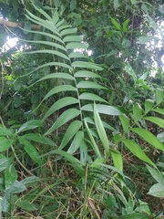 Chamaedorea tepejilote