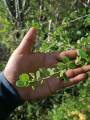 Erythroxylum havanense