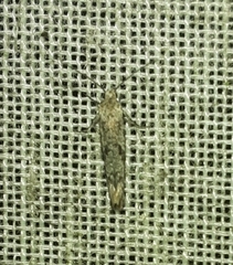 Crocidosema plebejana