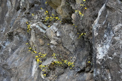 Erythranthe glaucescens