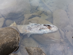 Oncorhynchus tshawytscha