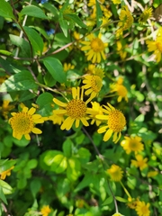 Leptocarpha rivularis