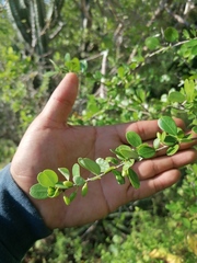 Erythroxylum havanense