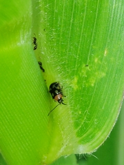 Omophoita