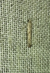 Crocidosema plebejana