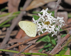 Eurema smilax