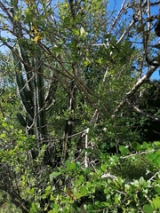 Erythroxylum havanense