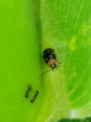 Omophoita