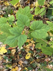 Ampelopsis glandulosa