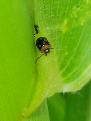 Omophoita