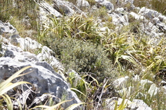 Grubbia tomentosa
