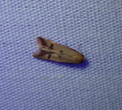 Tachystola hemisema