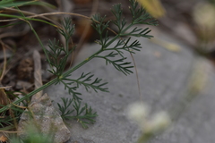 Seseli tommasinii