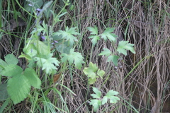Ranunculus lappaceus