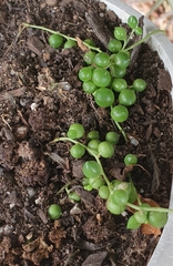 Curio rowleyanus