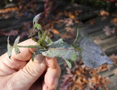 Golovinomyces cichoracearum