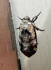 Elaphria chalcedonia