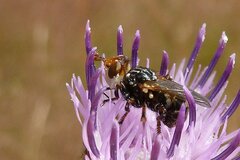 Myopa variegata