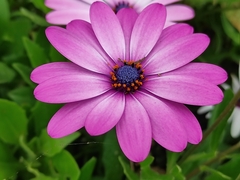 Dimorphotheca jucunda