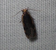 Hoplostega ochroma